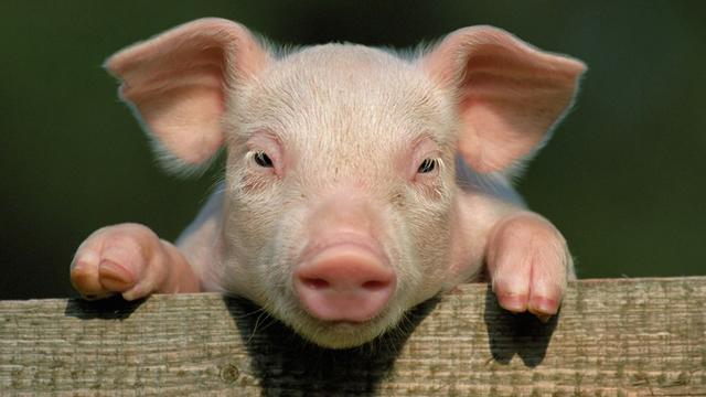 Ngủ mơ thấy lợn heo đánh con gì, số mấy dễ trúng lô đề nhất ?