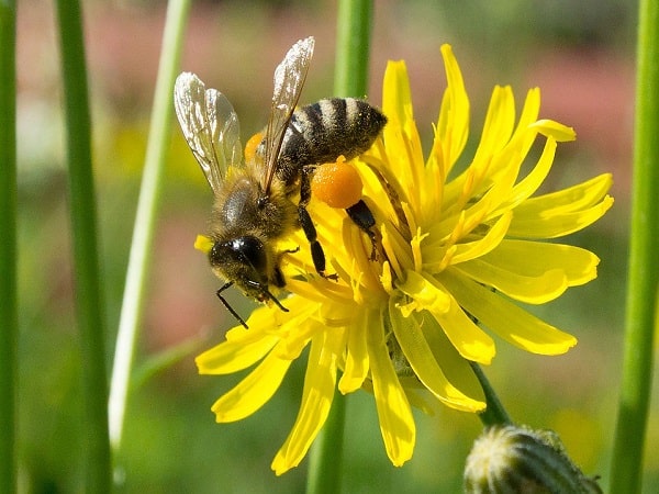 Mơ ong đánh con gì, số mấy dễ trúng lô đề nhất ?